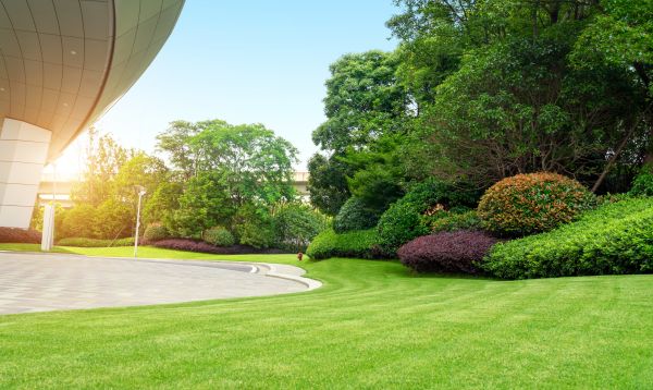 Commercial Shrub Trimming Service
