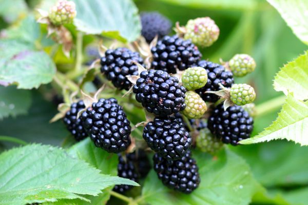 Cost of Blackberry Bush Removal in Missoula