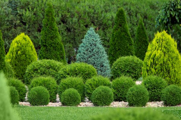 Cost of Bush Shaping Service in Missoula