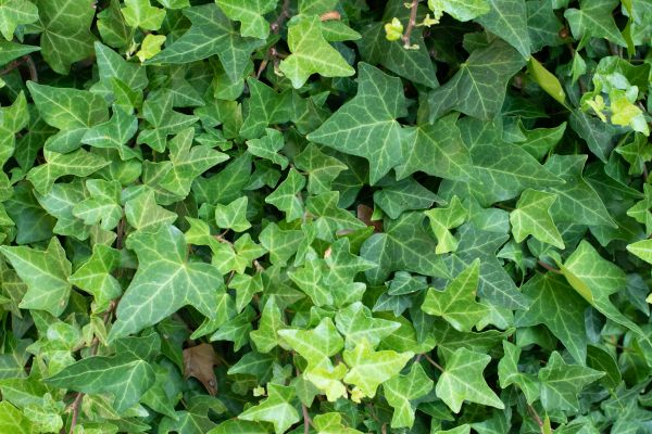 Cost of English Ivy Removal in Missoula