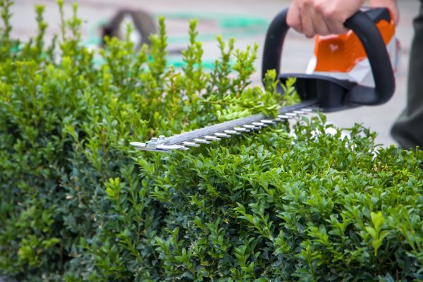 Cost of Hedge Pruning in Missoula