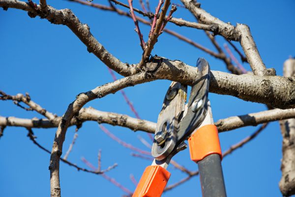 Cost of Pruning Service in Missoula