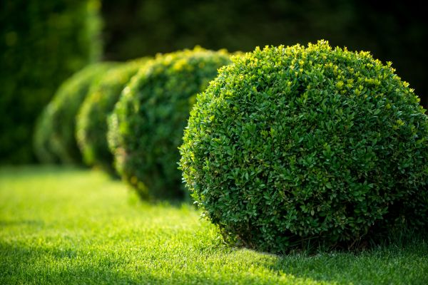Cost of Bush Pruning in Missoula