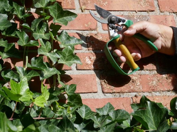 Cost of Ivy Removal Service in Missoula