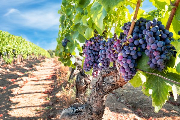 Cost of Grapevine Pruning in Missoula