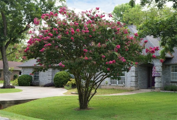 Cost of Crepe Myrtle Trimming in Missoula