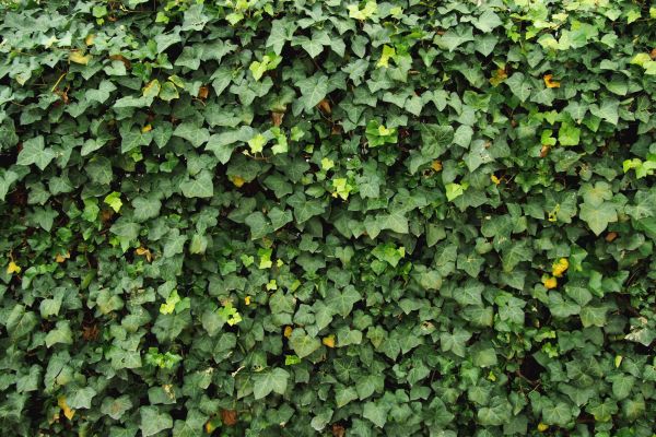 Cost of Ivy Pruning service in Missoula