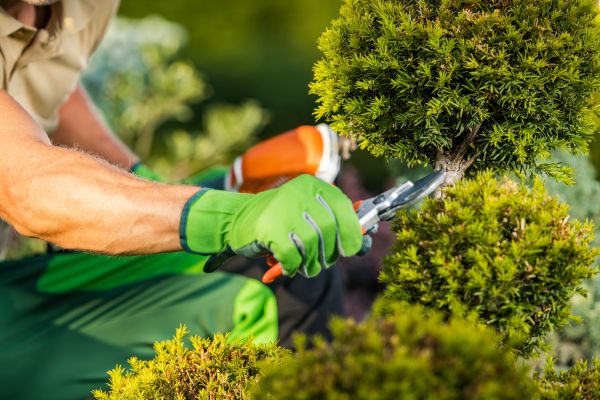 Cost of Landscape Pruning Service in Missoula