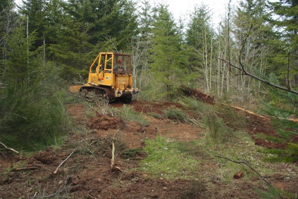 Cost of Shrubbery Clearing in Missoula