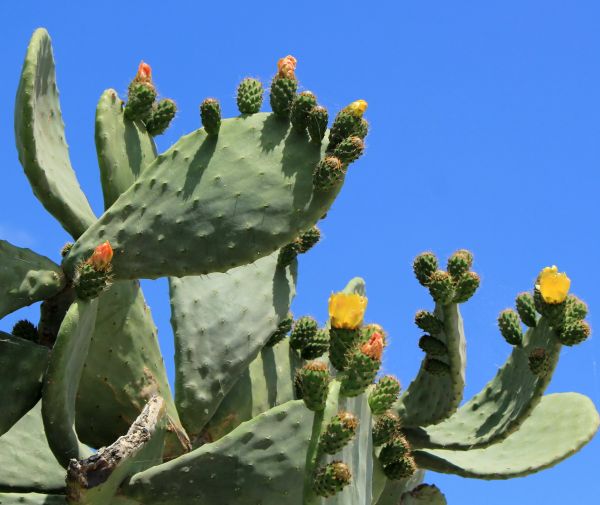 Cost of Cactus Removal in Missoula