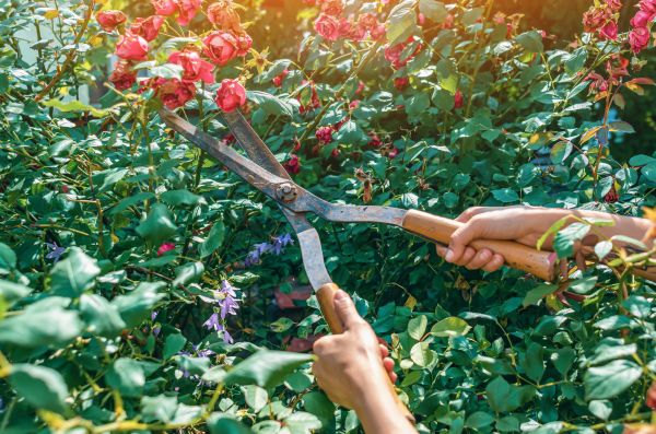 Cost of Knockout Roses Pruning in Missoula