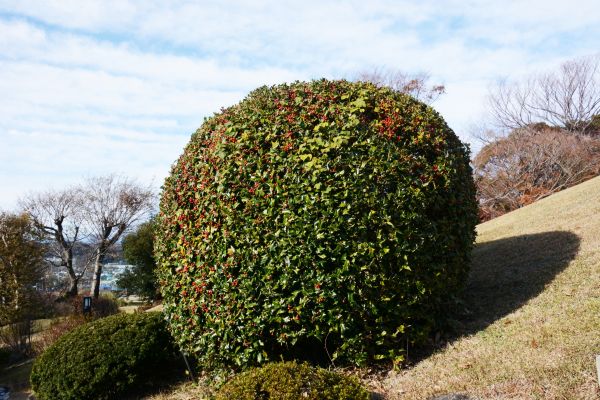 Cost of Holly Shrub Pruning in Missoula