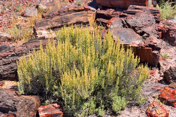 Cost of Sagebrush Removal in Missoula