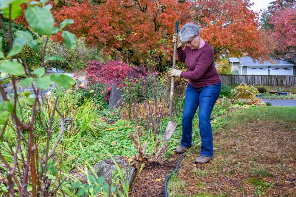 Cost of Dead Bush Removal in Missoula