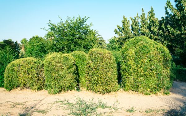 Cost of Bamboo Hedge Removal in Missoula