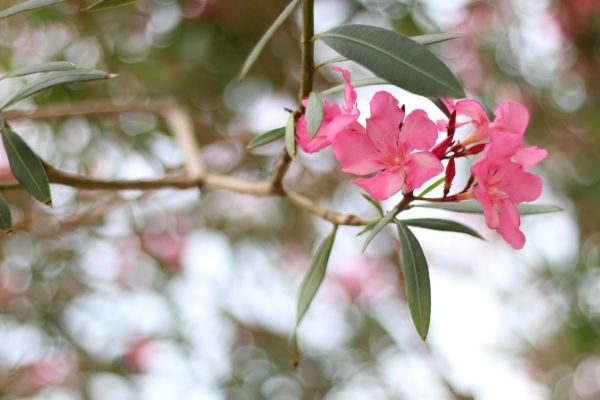 Cost of Oleander Removal in Missoula