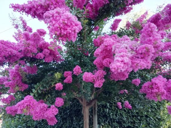 Cost of Crape Myrtle Pruning in Missoula