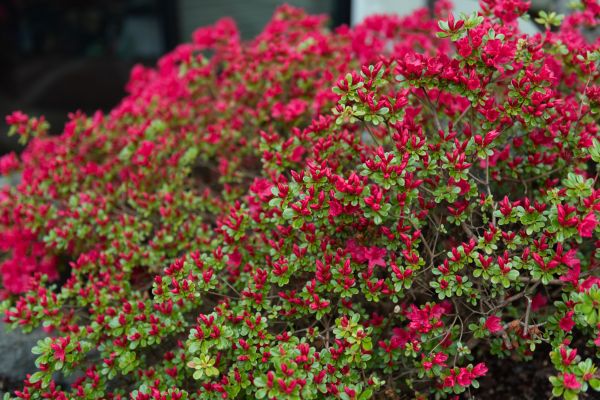 Cost of Weigela Removal Service in Missoula