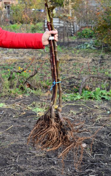 Cost of Shrub Root Removal in Missoula