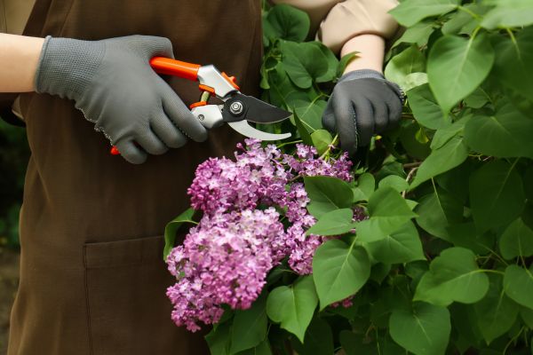 Cost of Lilac Pruning Service in Missoula