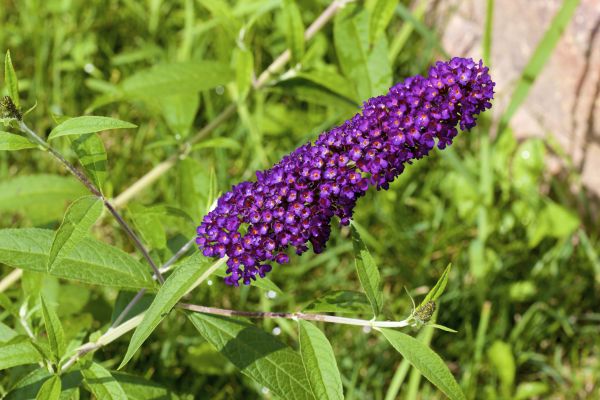 Cost of Butterfly Bush Pruning in Missoula