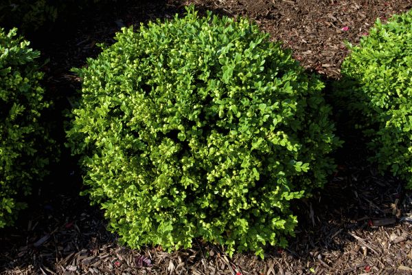 Cost of Boxwood Removal in Missoula
