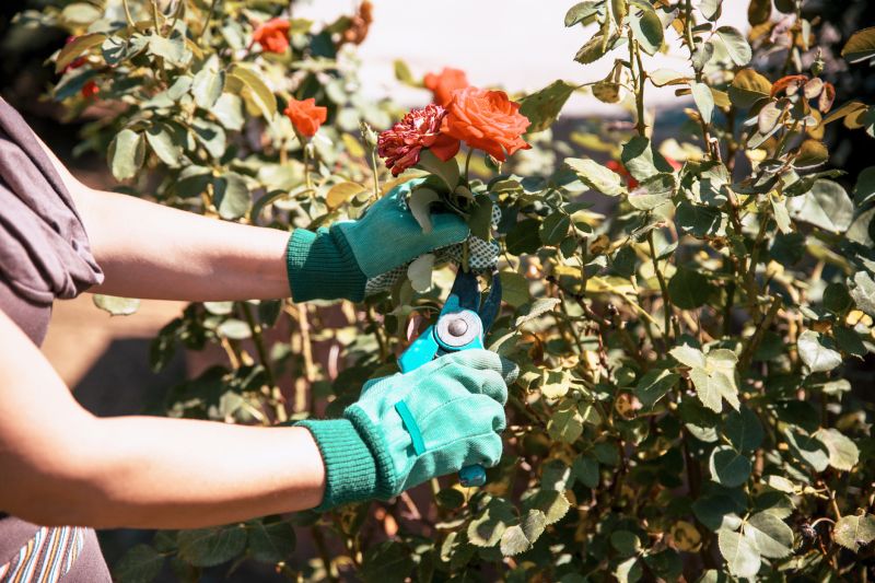 Specialized Shrub Pruning